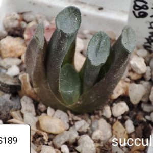 haworthia maughanii S189