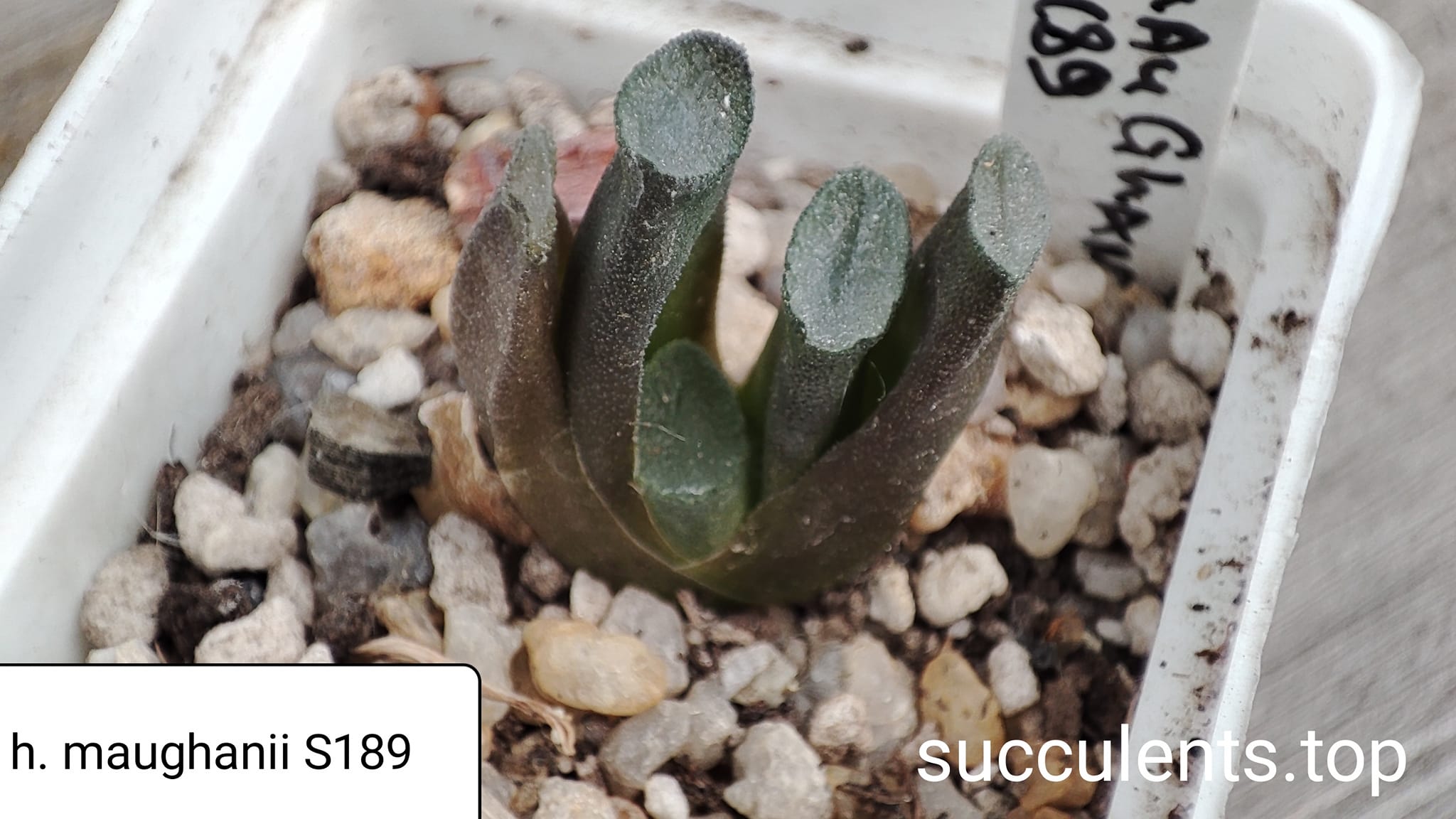 haworthia maughanii S189