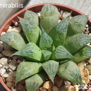 haworthia mirabilia mundula