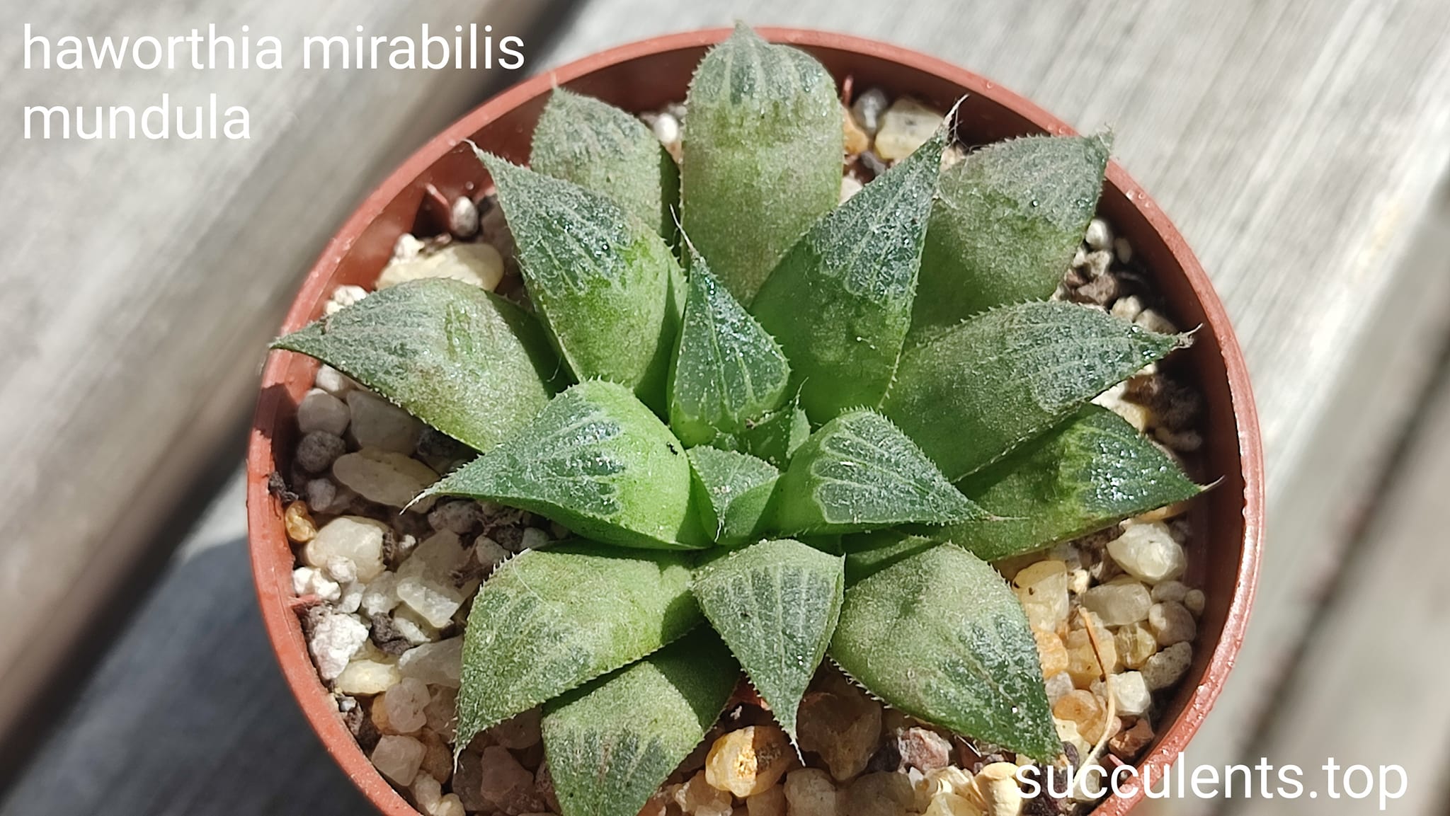 haworthia mirabilia mundula