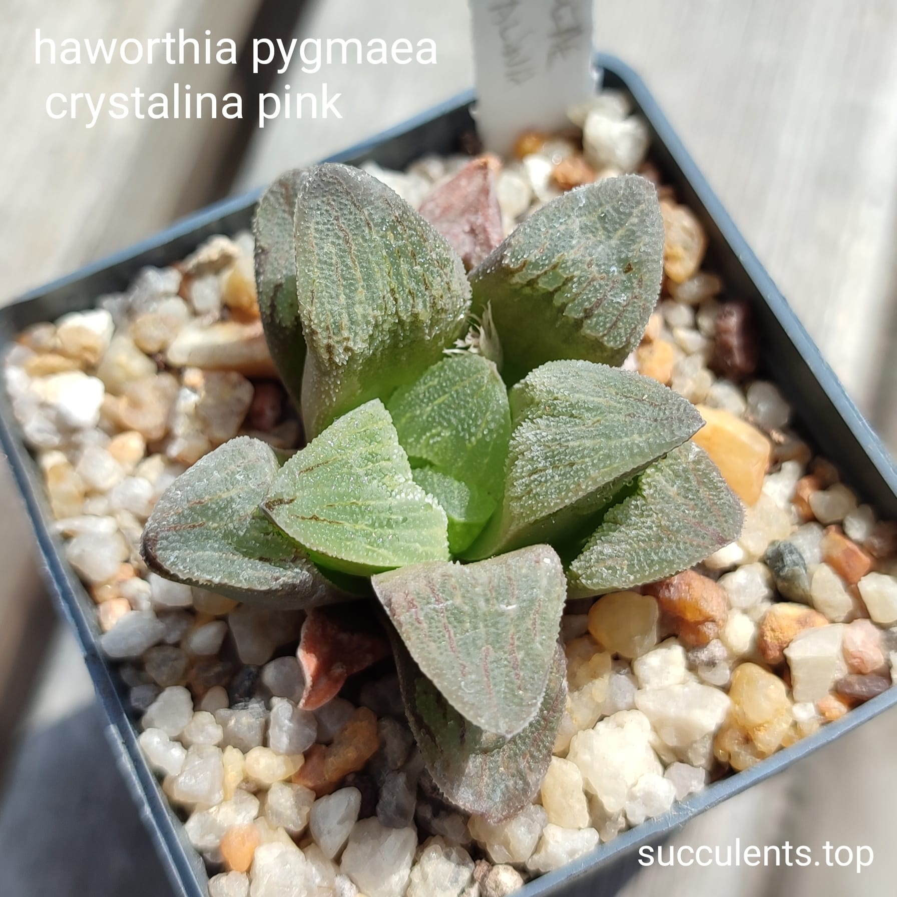 haworthia pygmaea crystalina pink