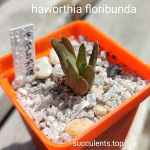 haworthia floribunda