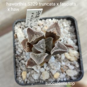 haworthia truncata S329 truncata x fasciata x haw