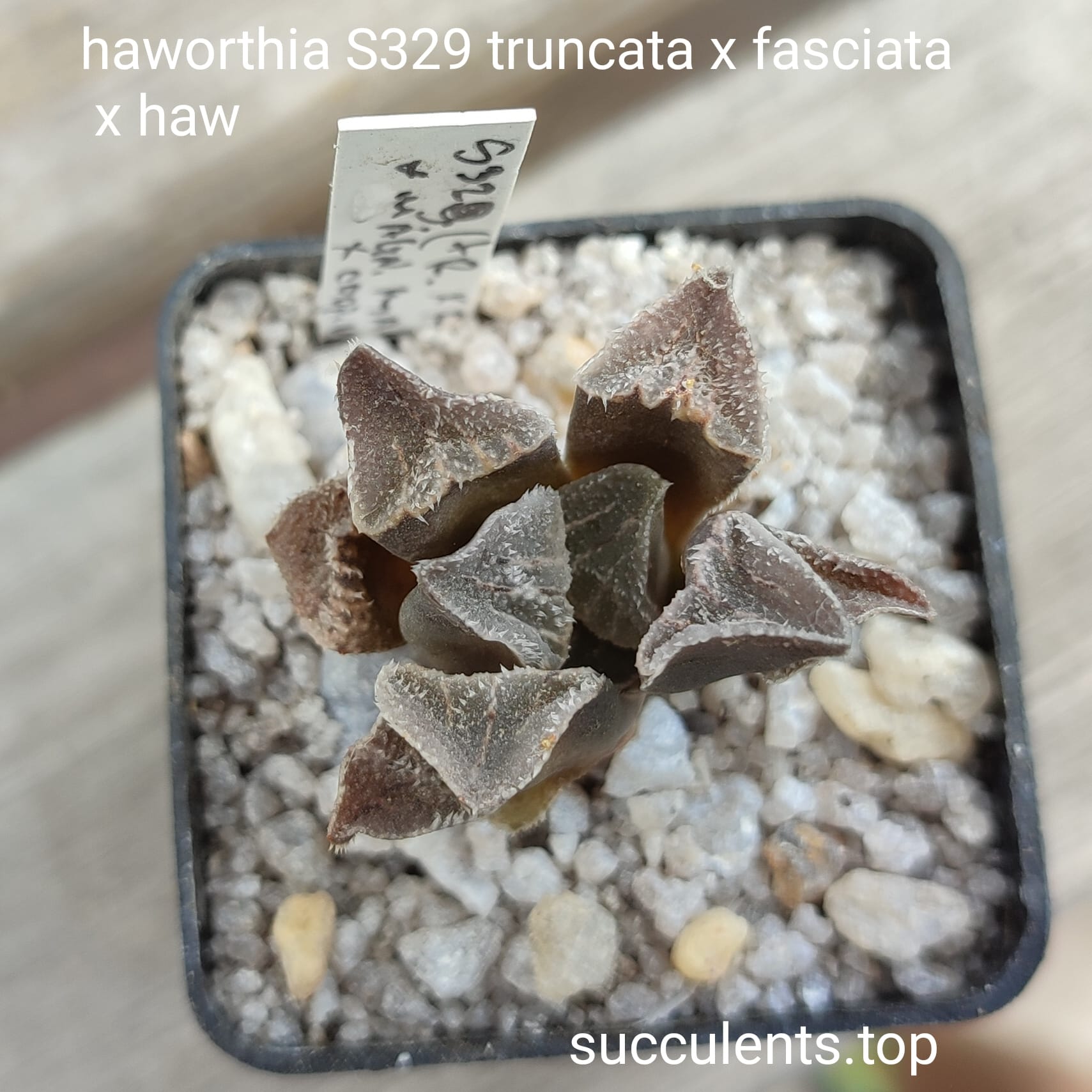 haworthia truncata S329 truncata x fasciata x haw