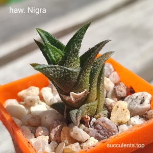 haworthia Nigra