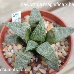 haworthia magnifica x haw