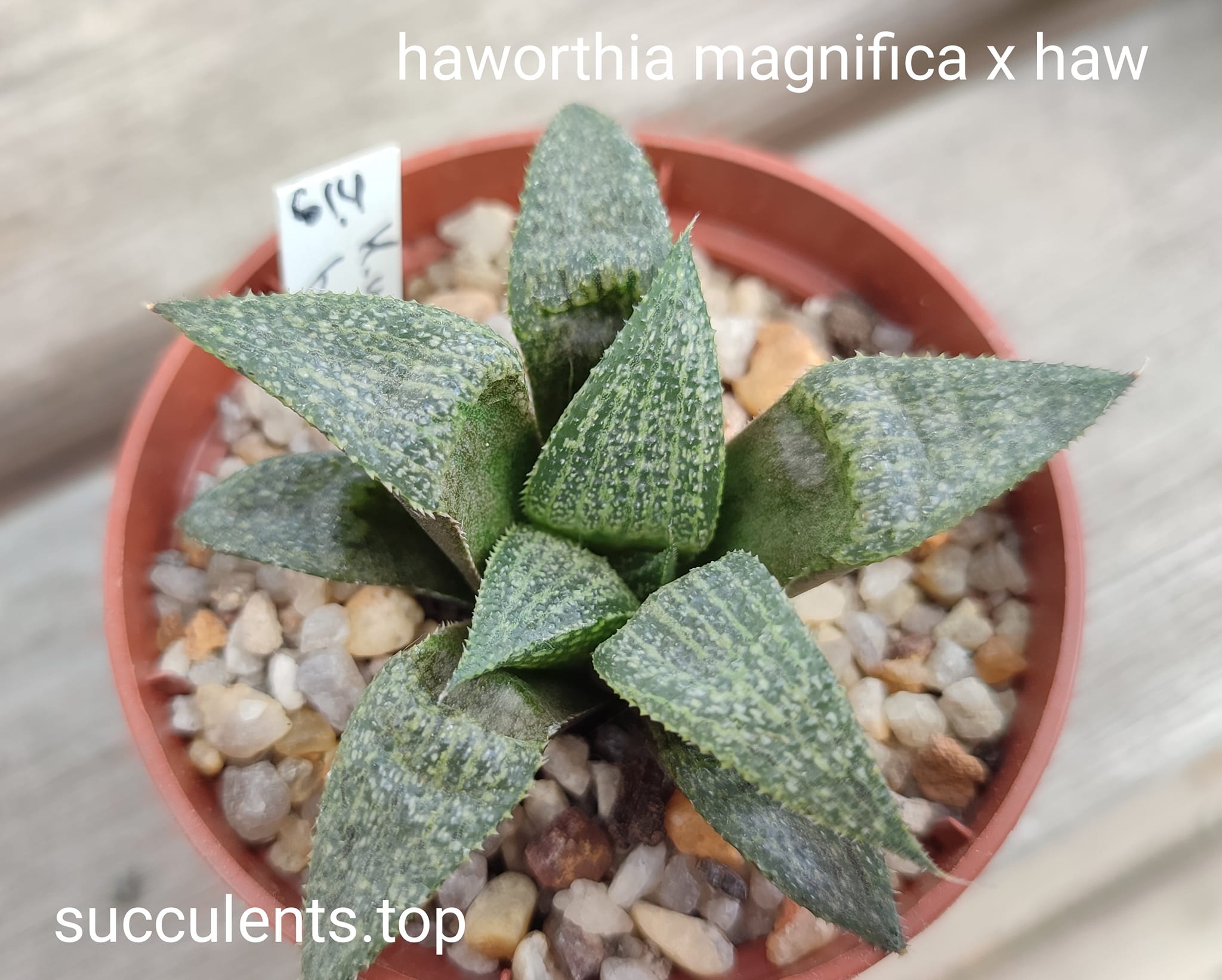 haworthia magnifica x haw