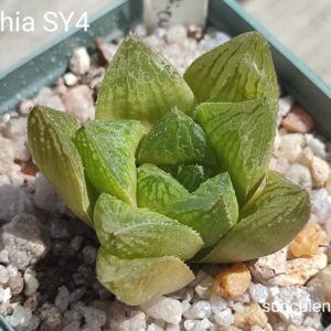 haworthia SY4 reticulata hybrid