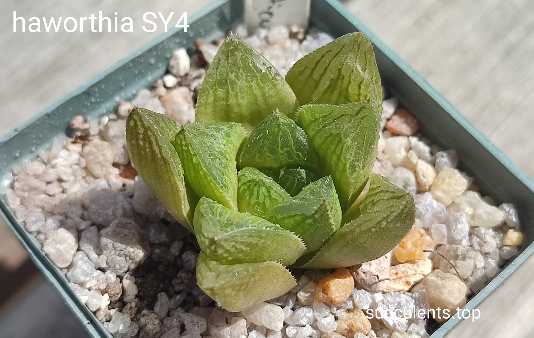 haworthia SY4 reticulata hybrid