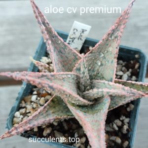 aloe cv premium