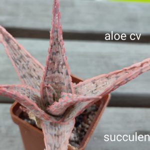 aloe cv