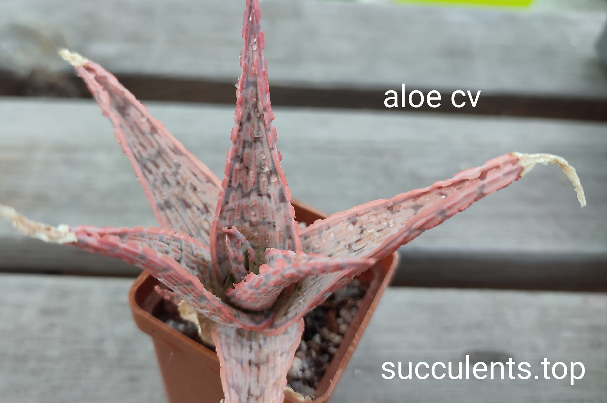 aloe cv