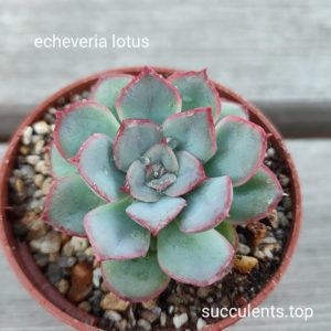 echeveria lotus