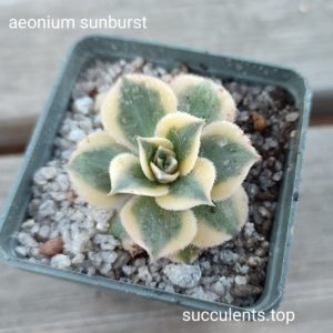 aeonium sumberst