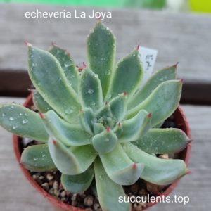 echeveria la joya