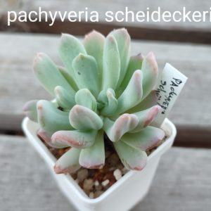 pachyveria scheideckeri