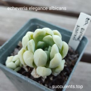 echeveria elegans albicans
