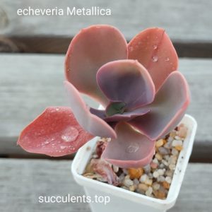 echeveria metallica