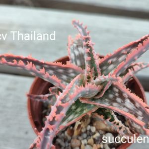 aloe cv (Tailand)
