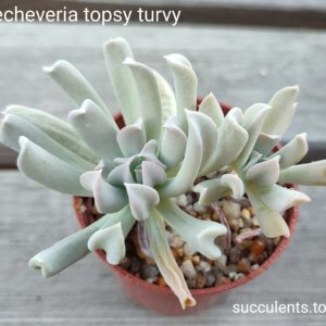echeveria topsy-torvy