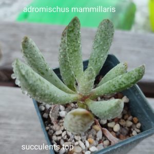 adromischus mammillaris