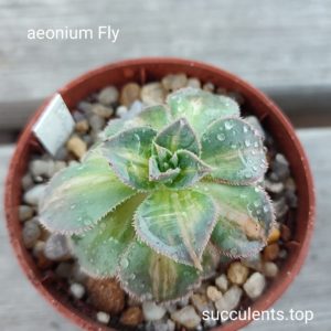 aeonium Fly