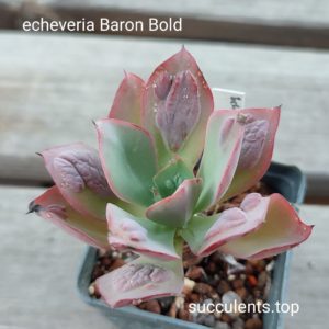 echeveria Baron bold