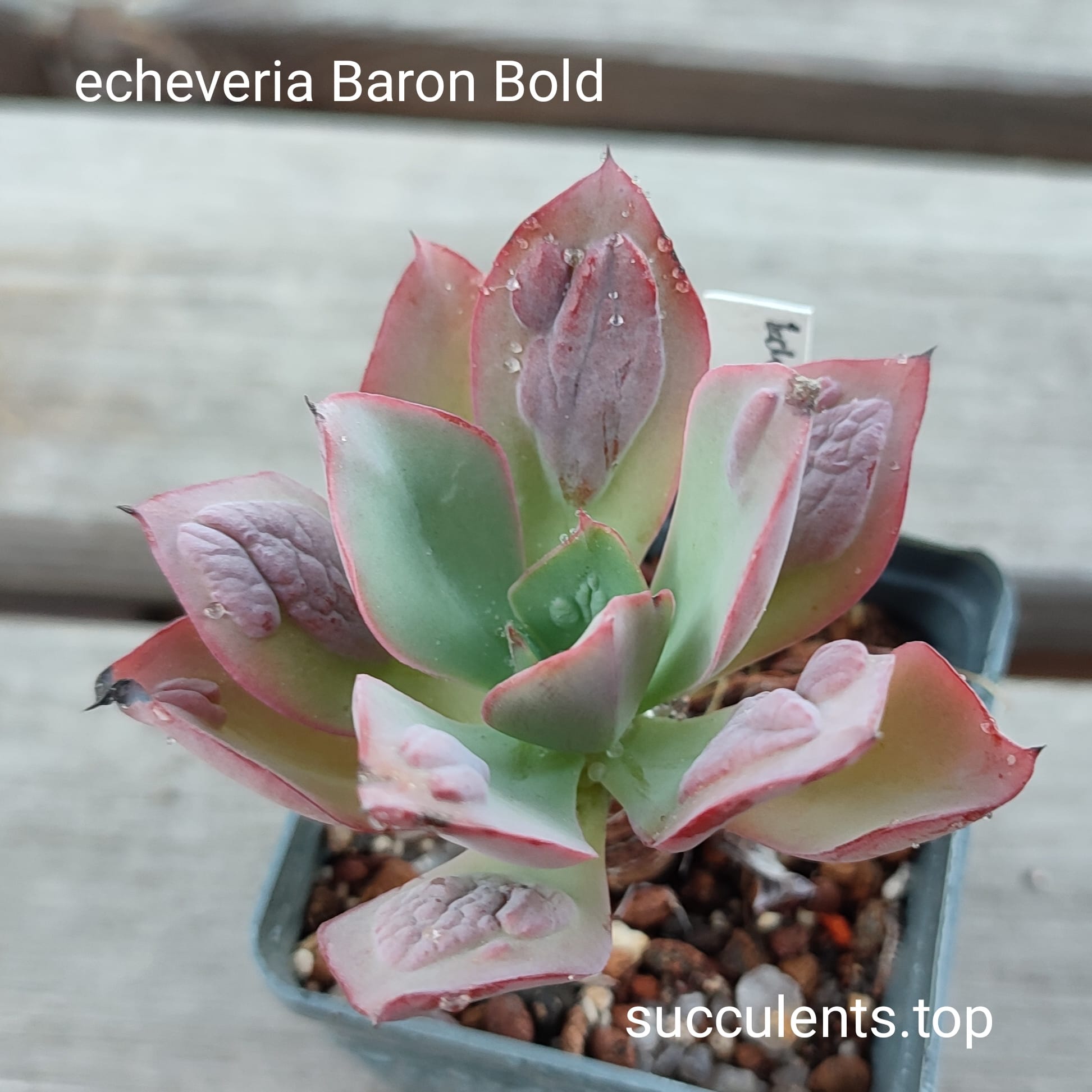 echeveria Baron bold