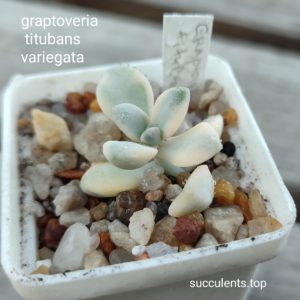 graptoveria titubans variegata