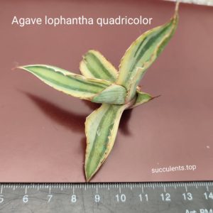 agave lophantha quadricolor дітка без коріння