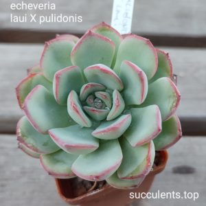 echeveria pulidonis x laui