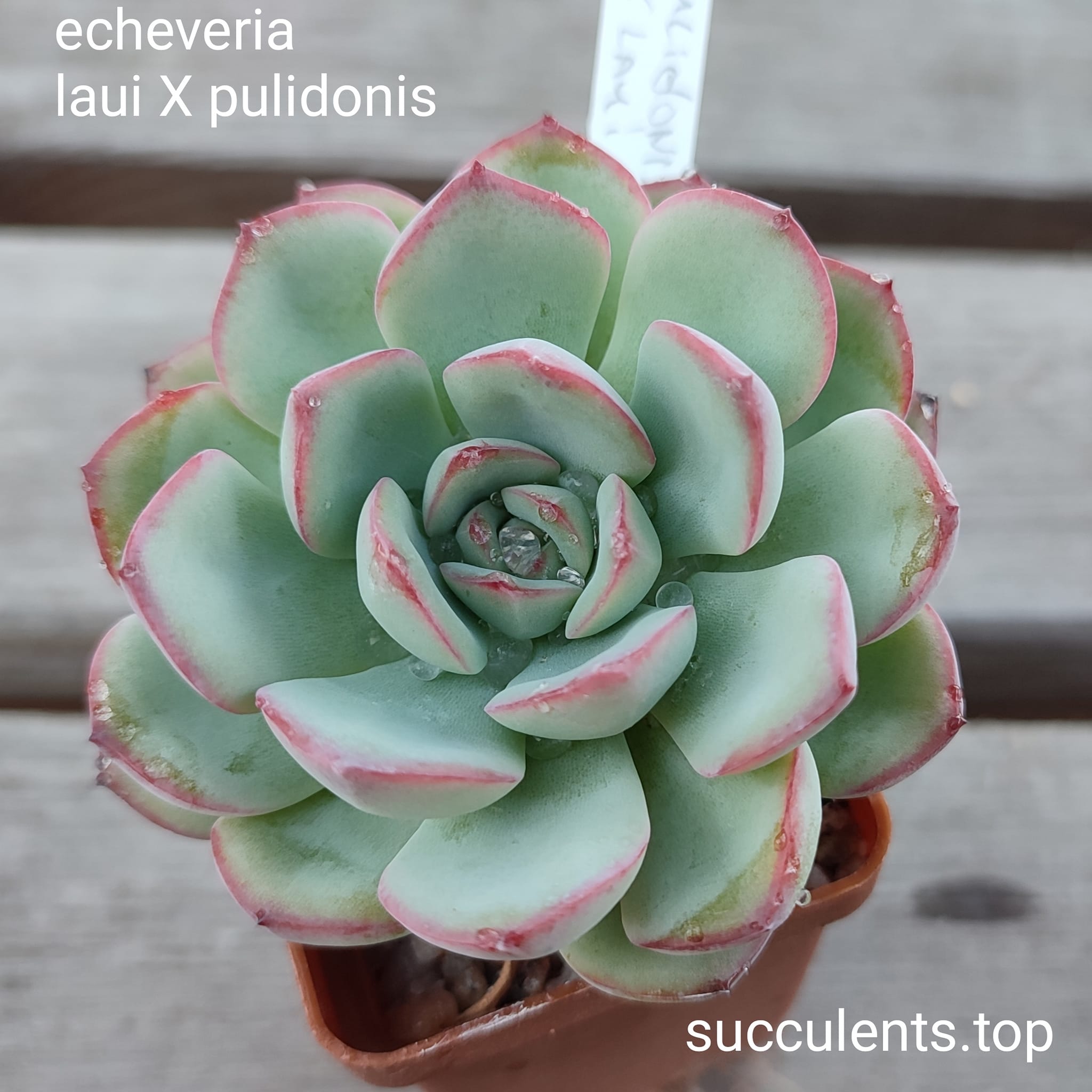 echeveria pulidonis x laui