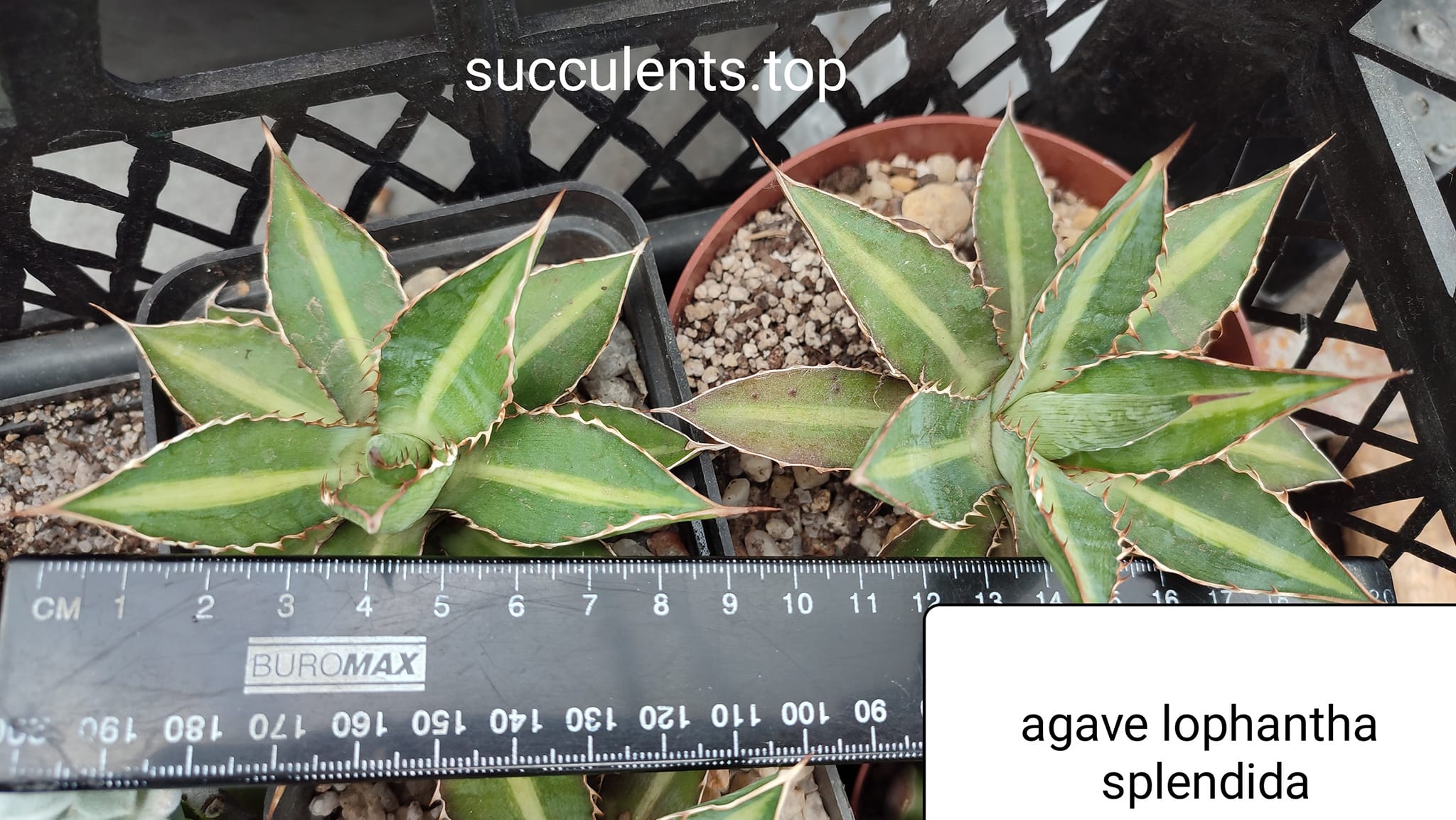 agave lophantha splendida