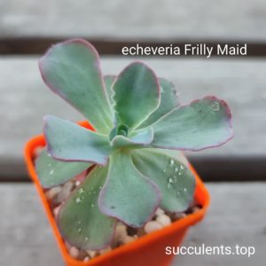 echeveria frilly maid