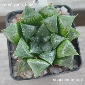 haworthia emelyae x haw