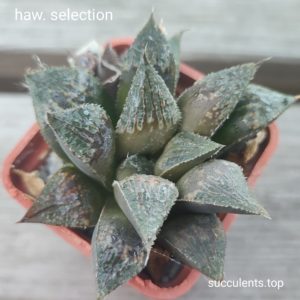 haworthia selection