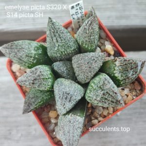haworthia emelyae picta S320 x S14 emelyae SH
