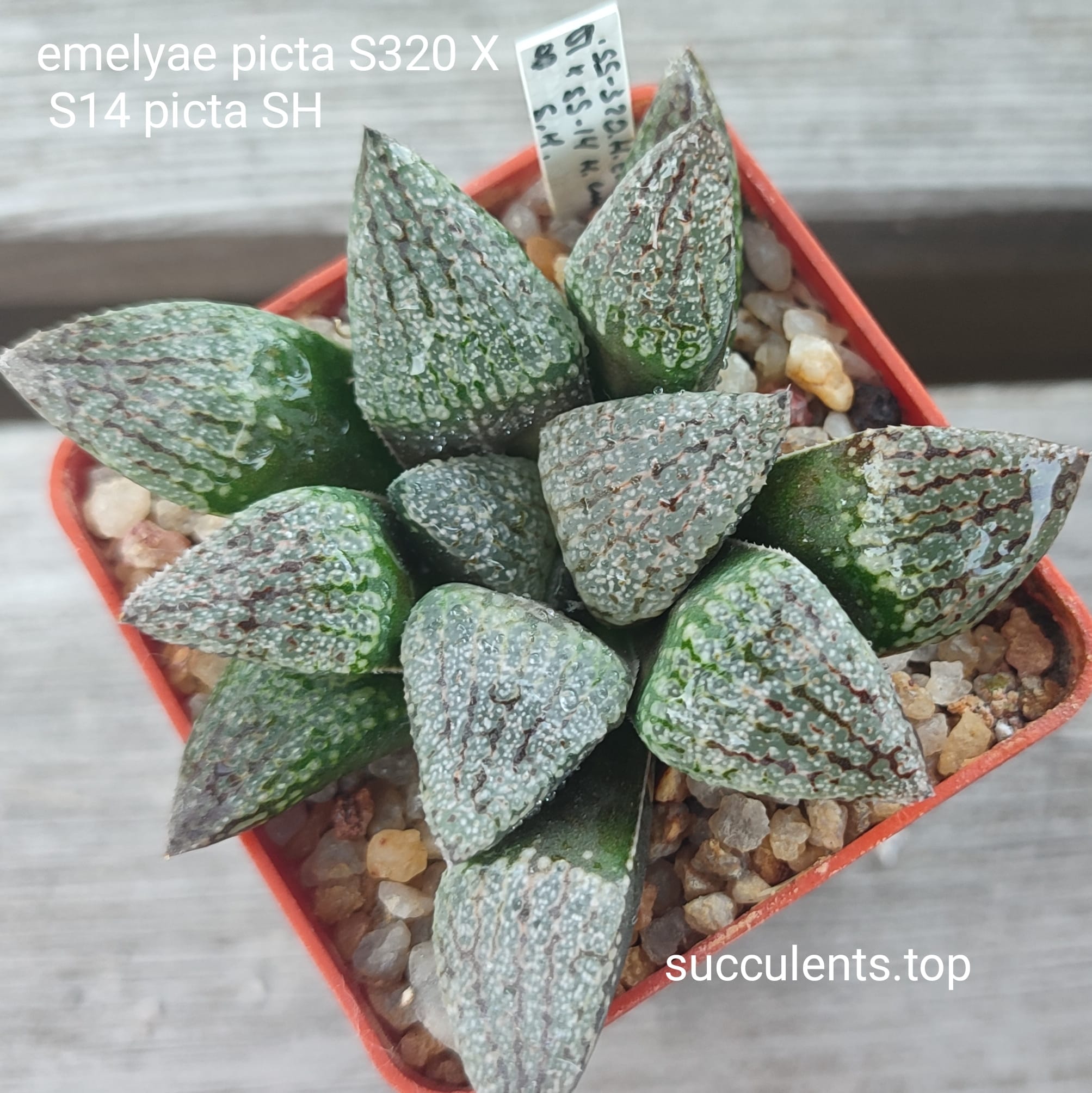 haworthia emelyae picta S320 x S14 emelyae SH