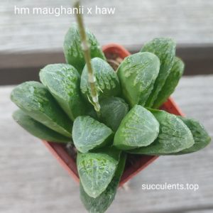 haworthia maughanii x haw