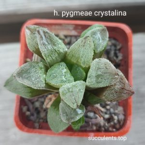 haworthia pygmeae crystalina pink