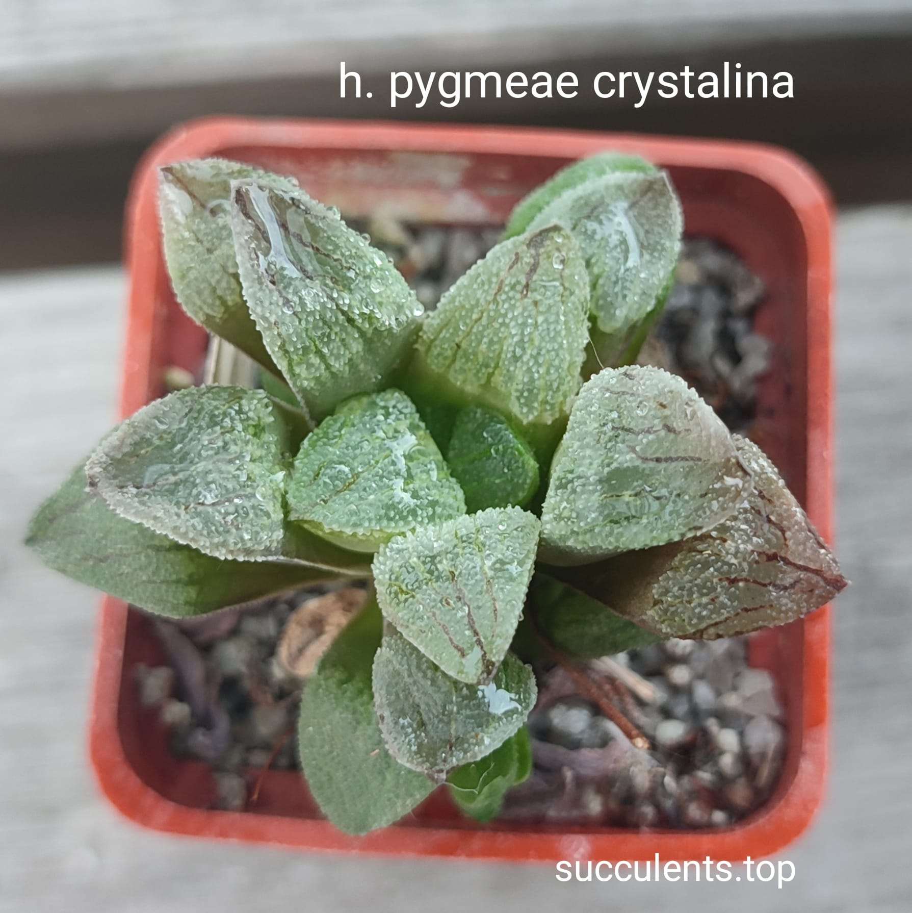 haworthia pygmeae crystalina pink