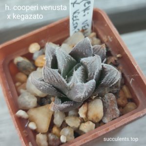 haworthia cooperi venusta x kegazato