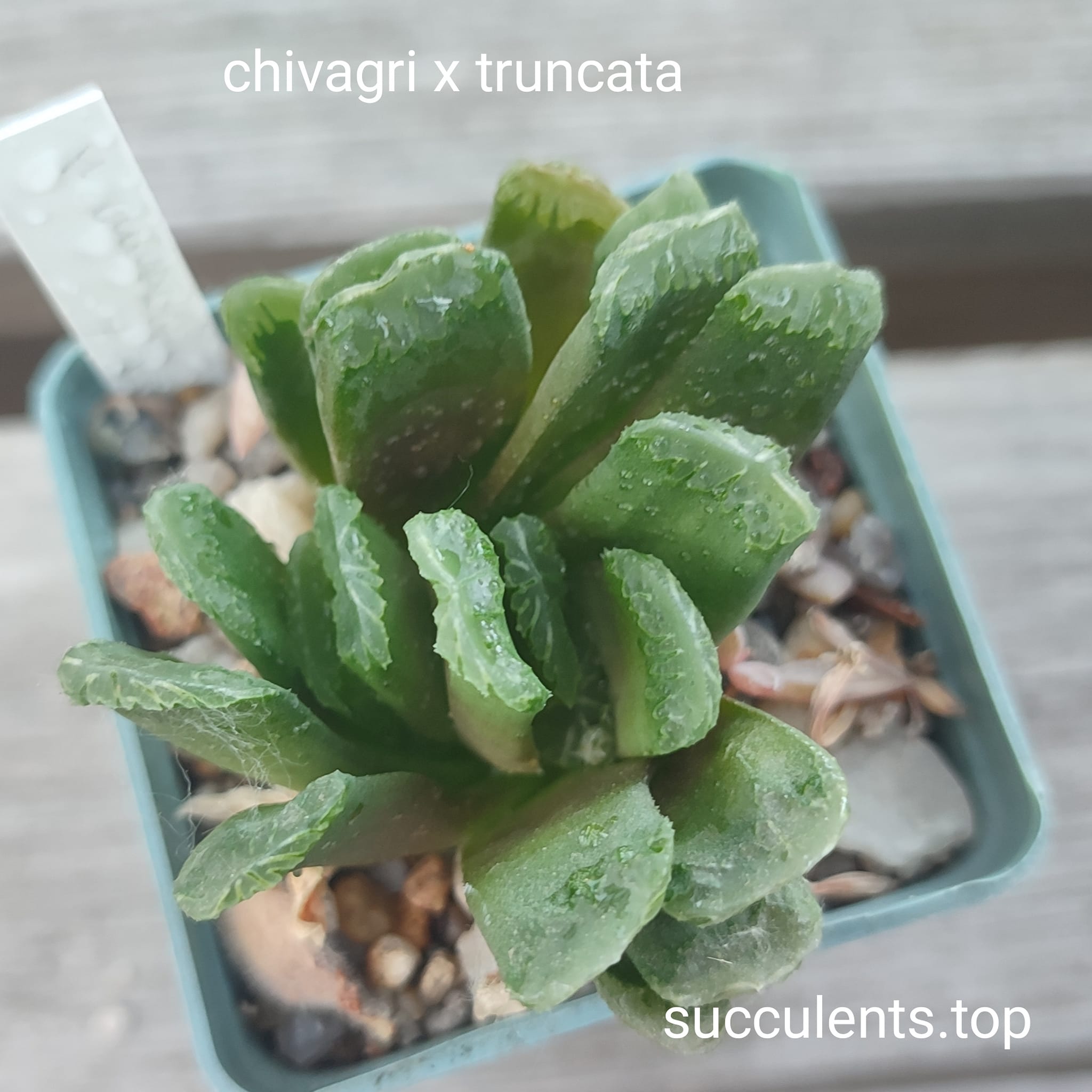 haworthia chivagri x truncata