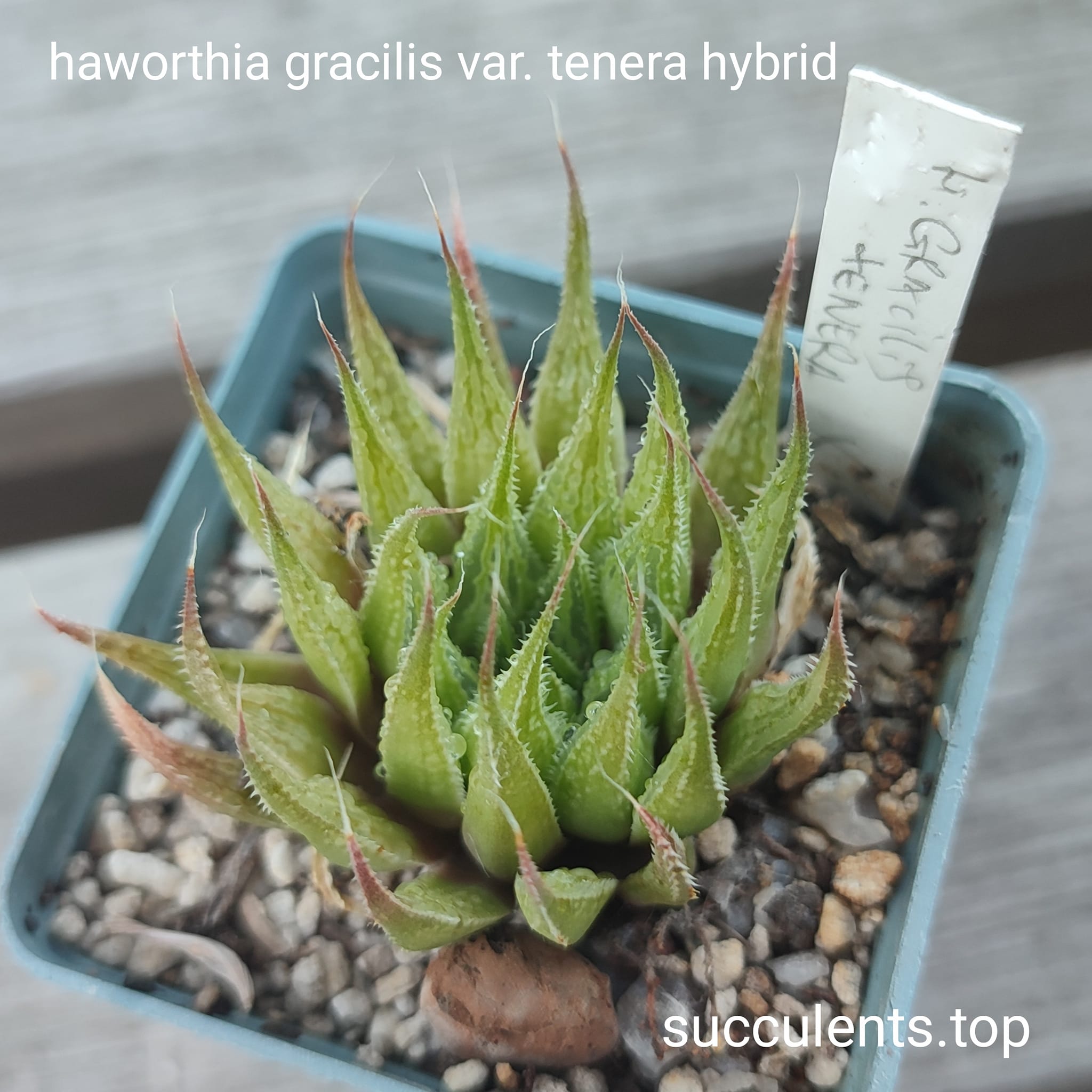 haworthia gracilis var. tenera hybrid