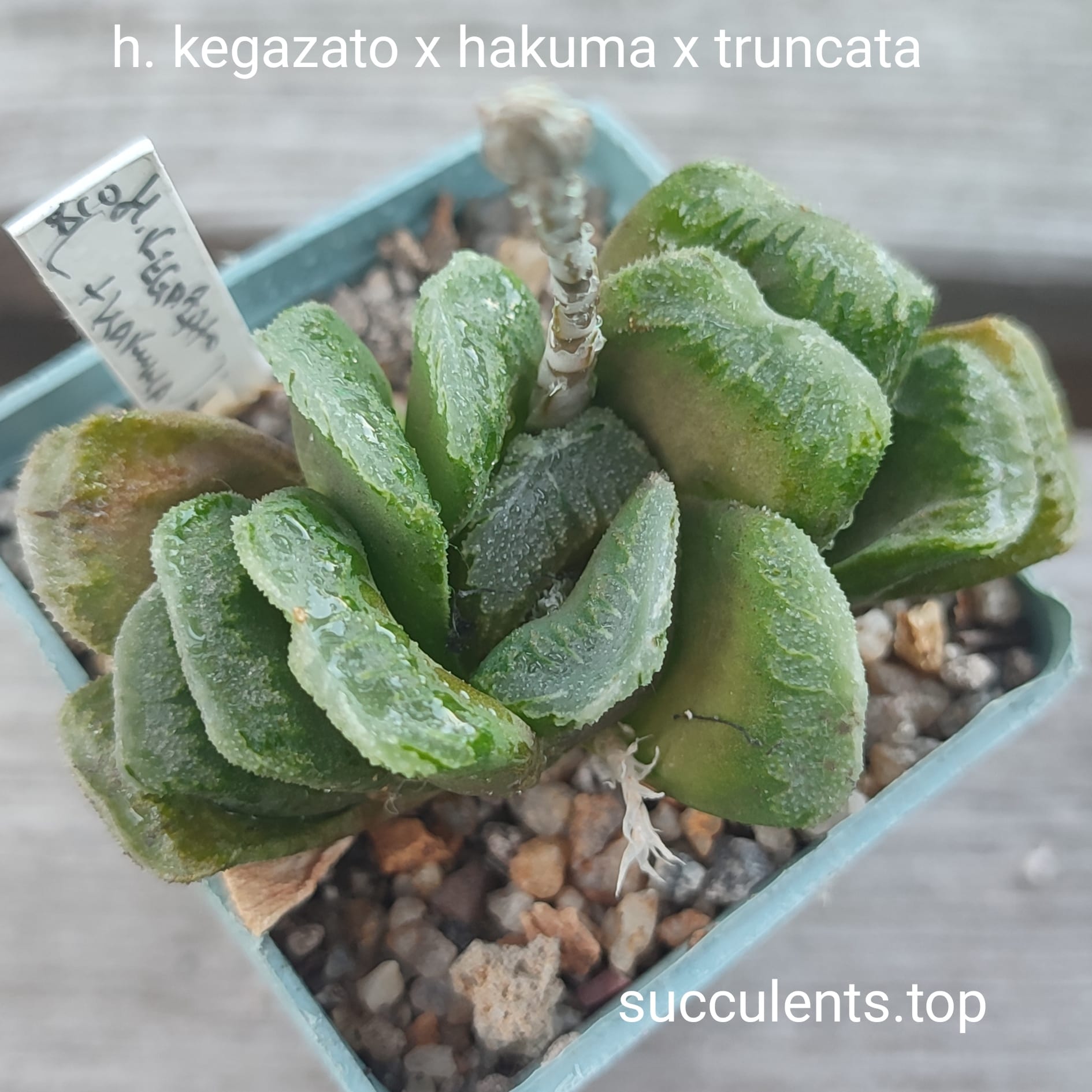 haworthia truncata x kegazato x hakuma