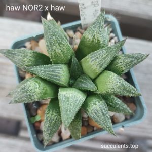 haworthia NOR2 x haw