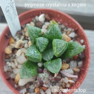 haworthia pygmeae crystalina x kegani