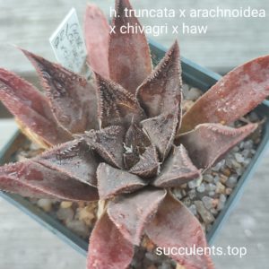haworthia truncata x arachnoidea x chivagri x haw