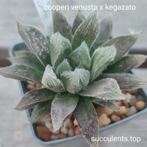 haworthia cooperi venusta x kegazato