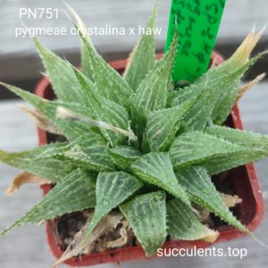 haworthia pygmeae crystalina x haw